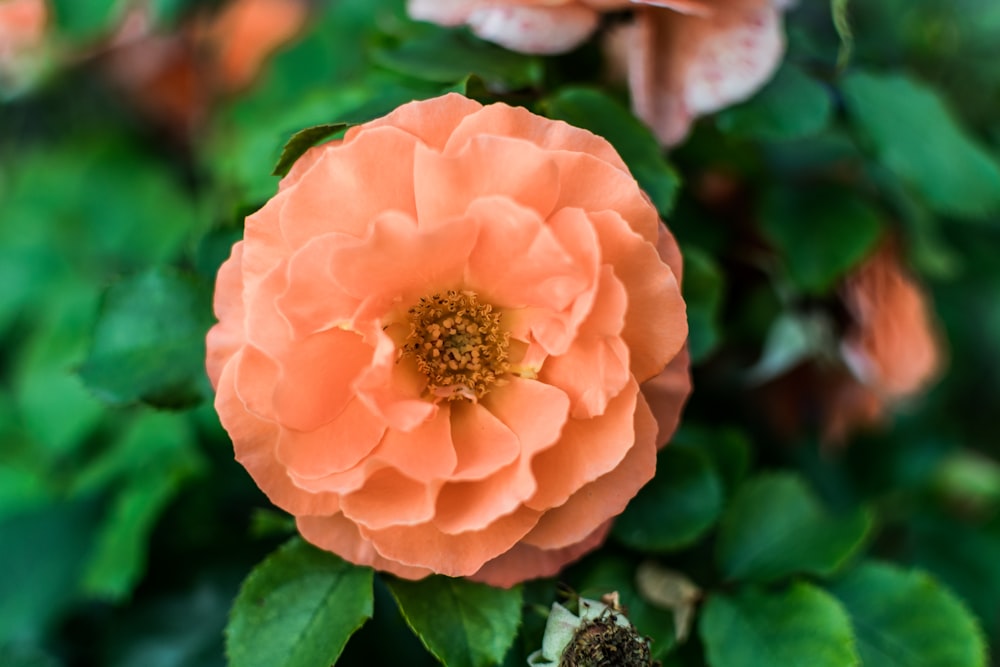 pink flower in tilt shift lens