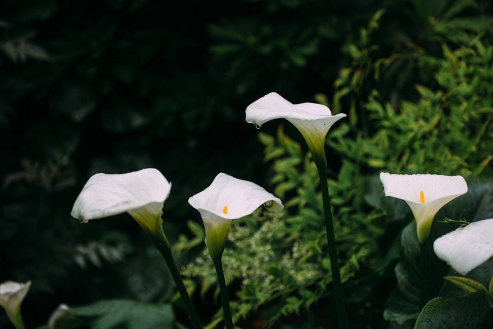 white flower in tilt shift lens