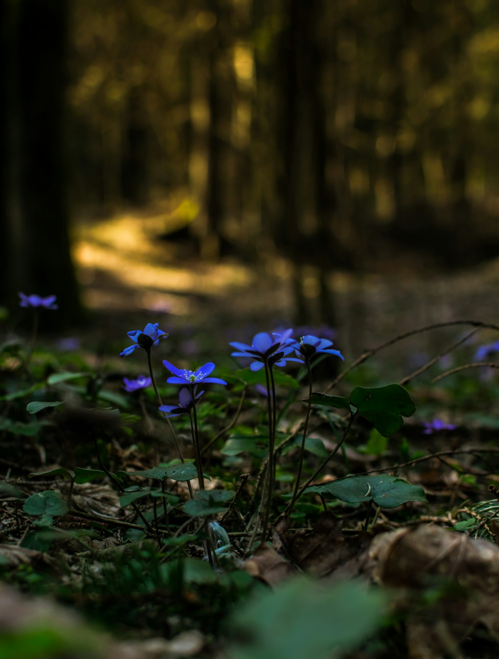 purple flowers on brown soil