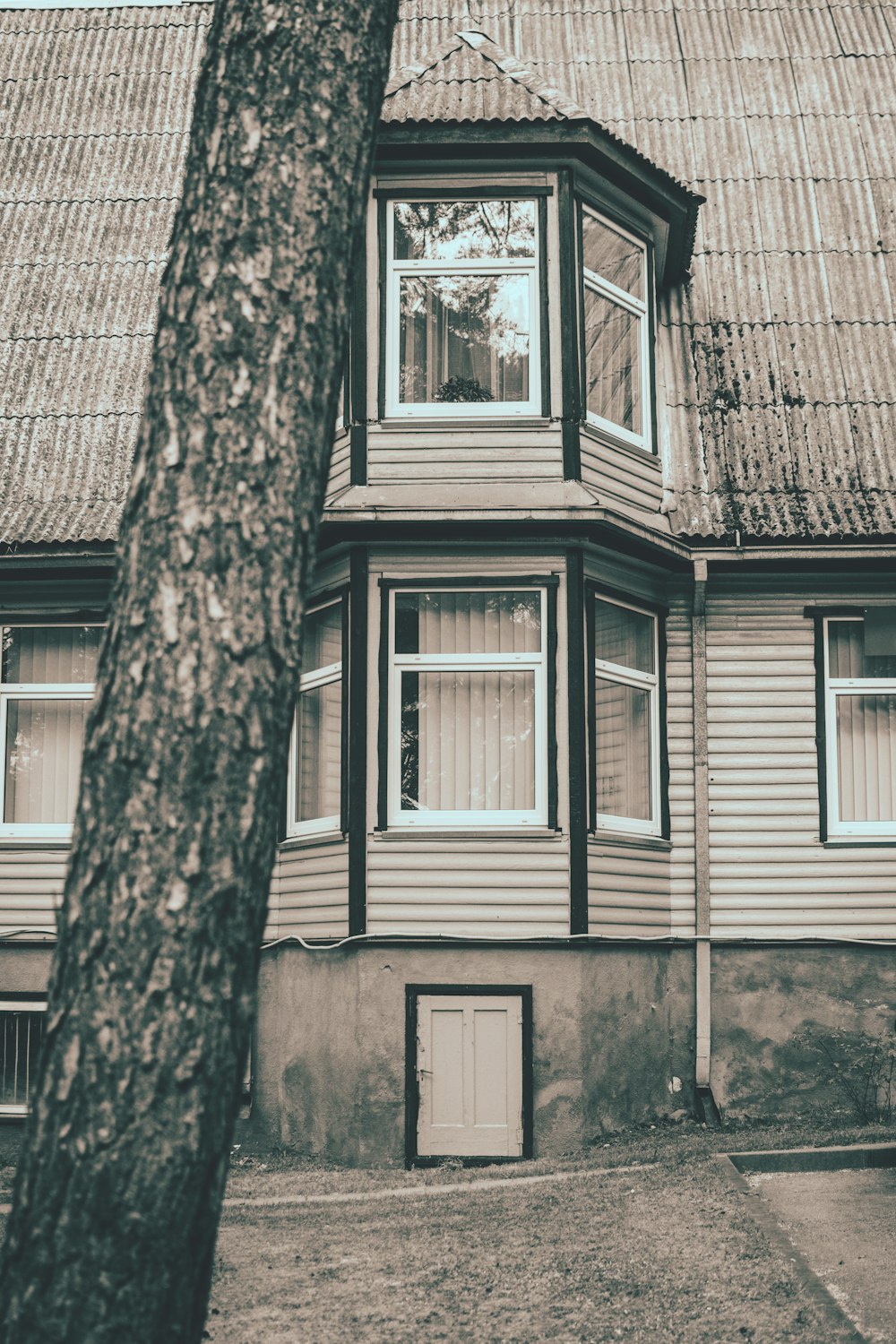 brown tree trunk near white wooden window