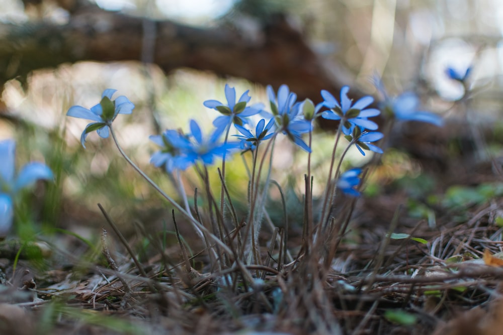 blue flowers on brown soil