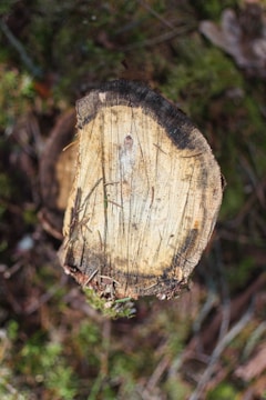 Side-by-side photos showing a rugged stump and the same area after grinding, revealing clear soil ready for planting.
