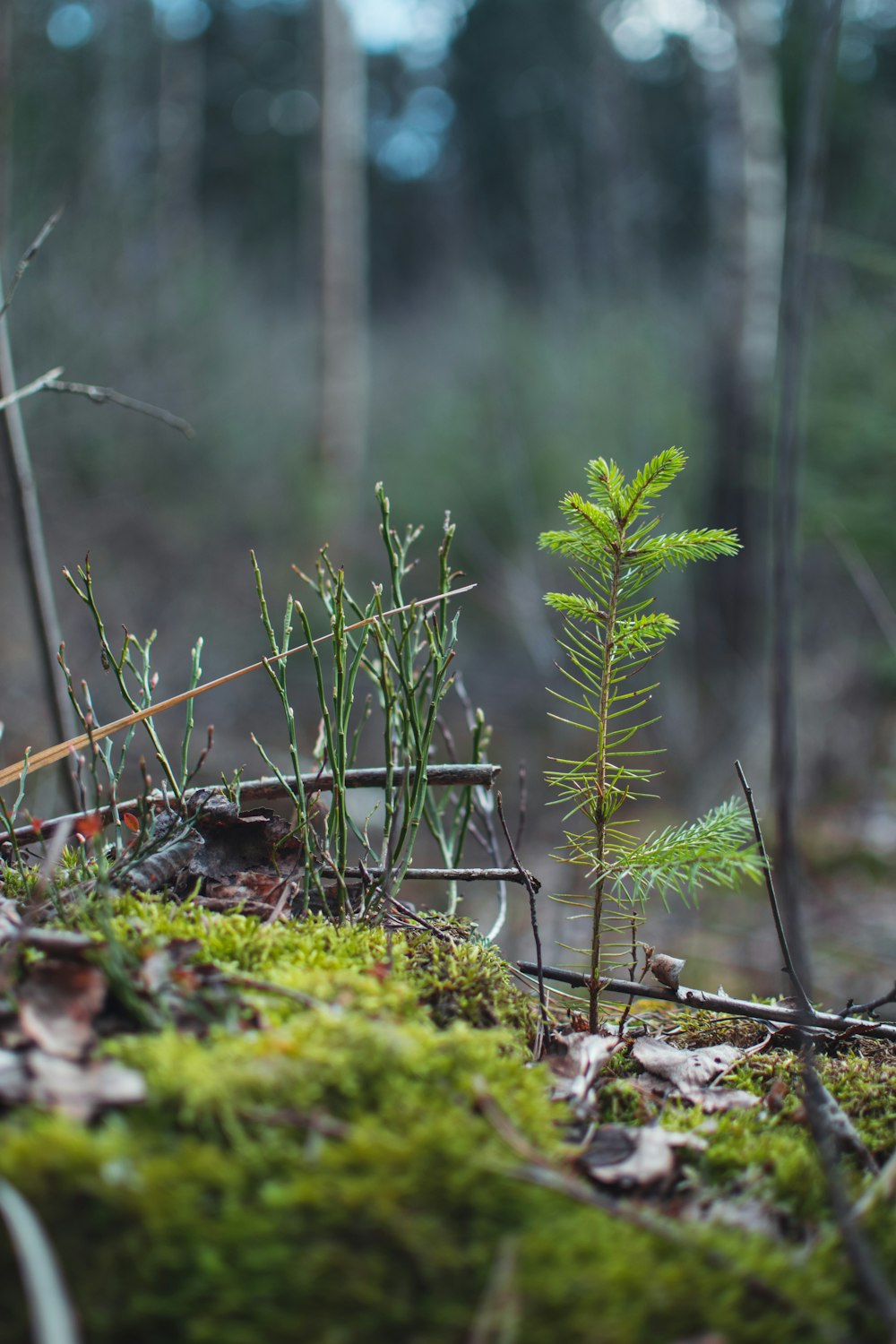 green plant on brown soil