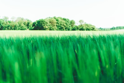 Sunlit view of a green open lot in Greenville, Texas.