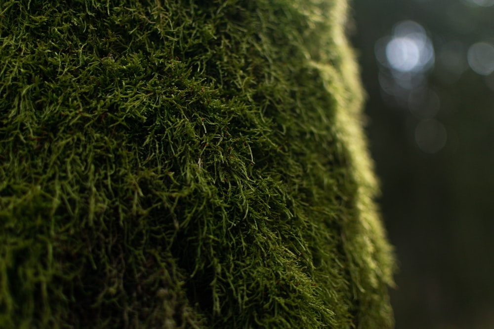 green moss in close up photography