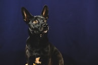 A black dog with large, upright ears and bright eyes sits against a dark blue background, looking upward with a gentle expression.