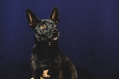 A friendly dog with distinctive ears, symbolizing the good bully co. logo, sitting peacefully.