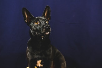 A black dog with large, upright ears and bright eyes sits against a dark blue background, looking upward with a gentle expression.