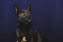 A friendly dog with distinctive ears, symbolizing the good bully co. logo, sitting peacefully.