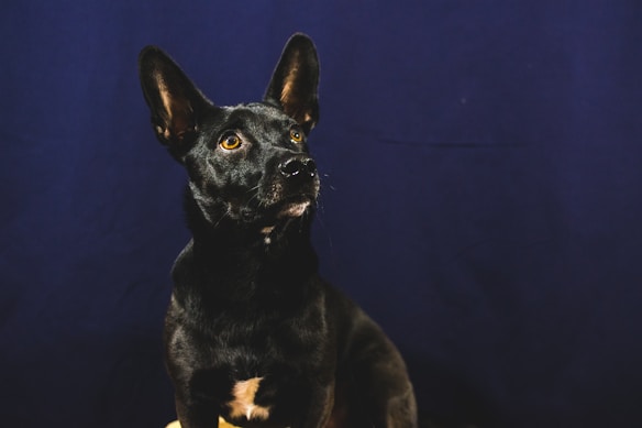 A black dog with large, upright ears and bright eyes sits against a dark blue background, looking upward with a gentle expression.