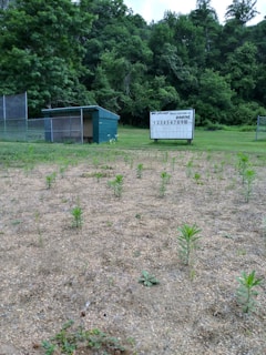 A small baseball scoreboard stands in a grassy area in front of dense greenery. There is a green shed with a metal fence and some scattered young plants growing on the ground. The scene is quiet and appears to be an empty field.