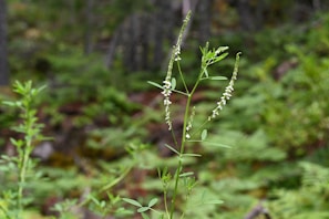 Sitavar plant with slender green stalks and small white blossoms in a sunlit garden.