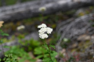 A cluster of delicate white flowers stands out against a blurred background of greenery and fallen logs. The focus centers on the flower, showcasing its intricate petals and natural beauty in a forest setting.