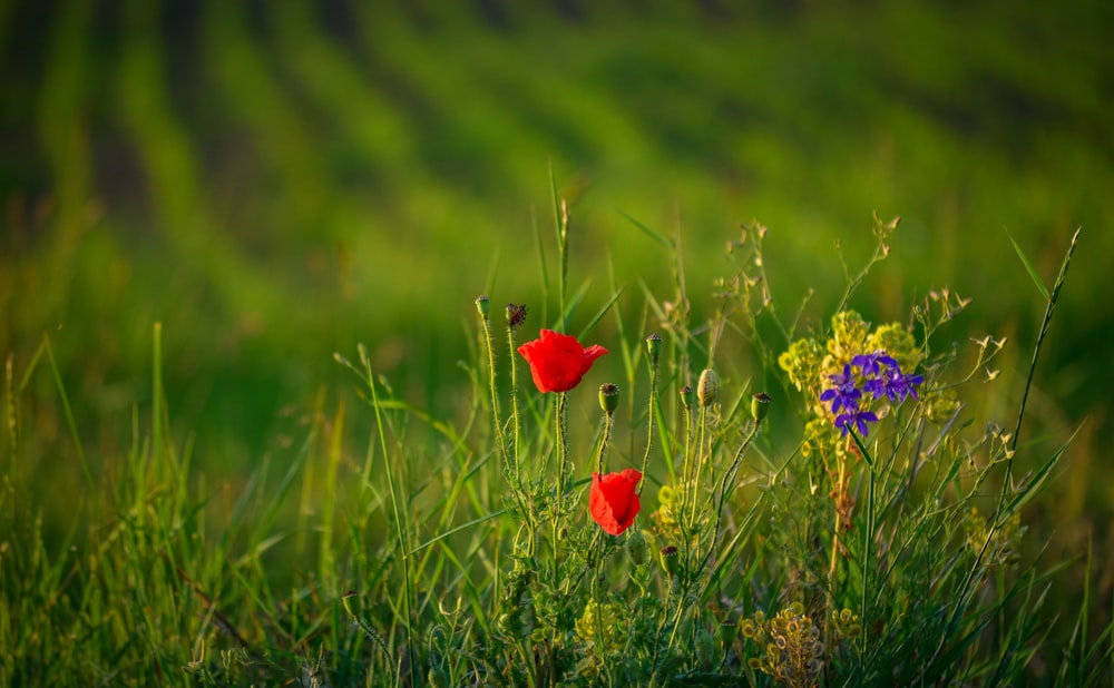 fleur rouge sur le champ d’herbe verte pendant la journée