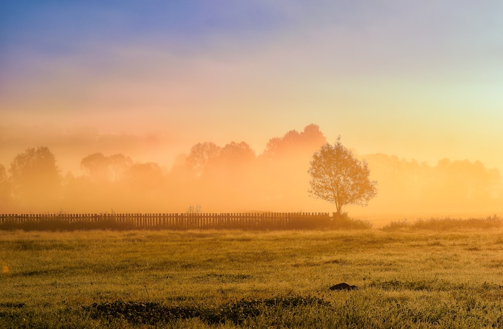 green grass field during sunset