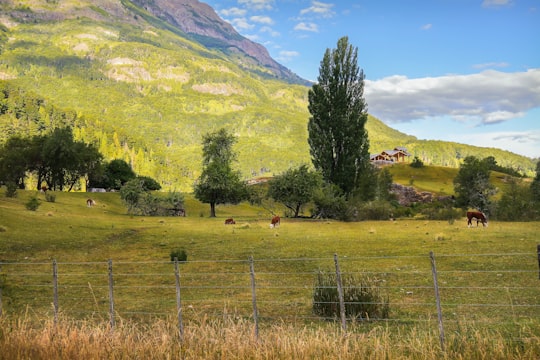 green grass field with green trees and mountains in the distance in Río Negro Argentina