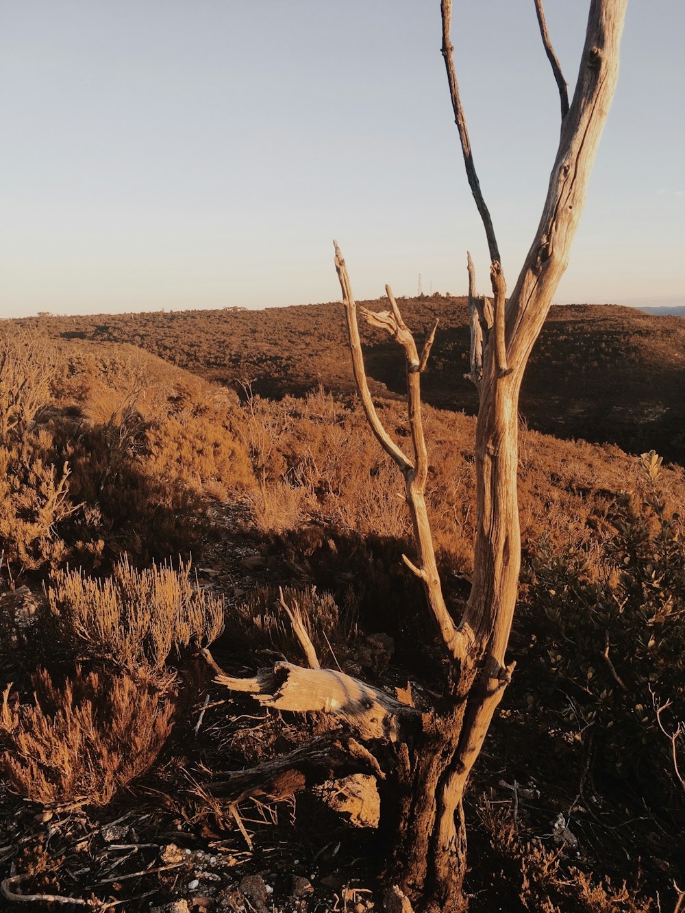 Árbol marrón sin hojas en un campo de hierba marrón durante el día