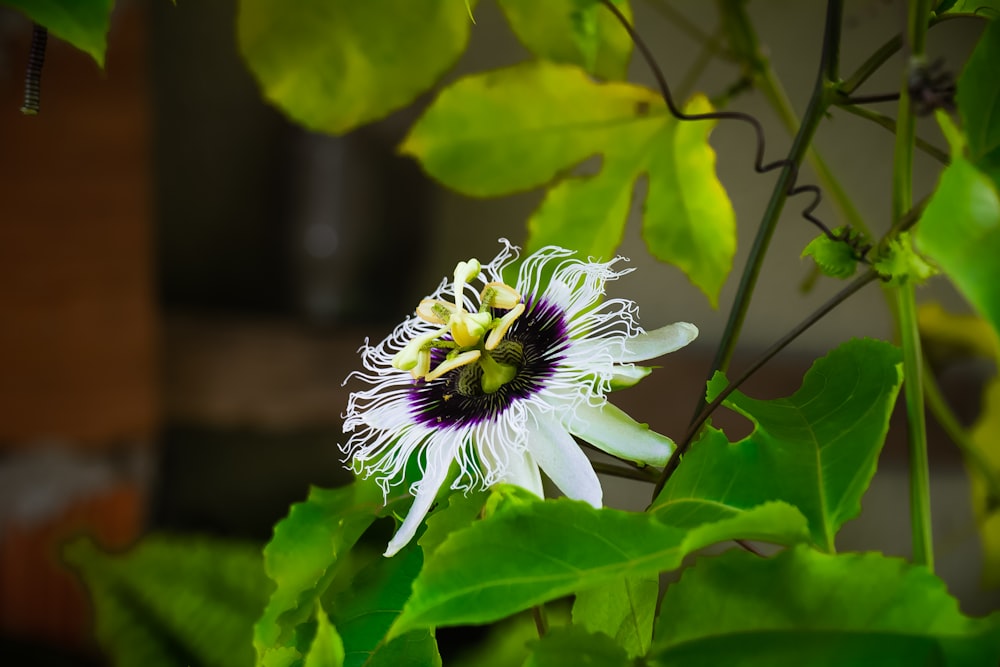 Fleur blanche et violette dans une lentille à bascule