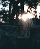 Stacked firewood with golden sunlight filtering through nearby trees.