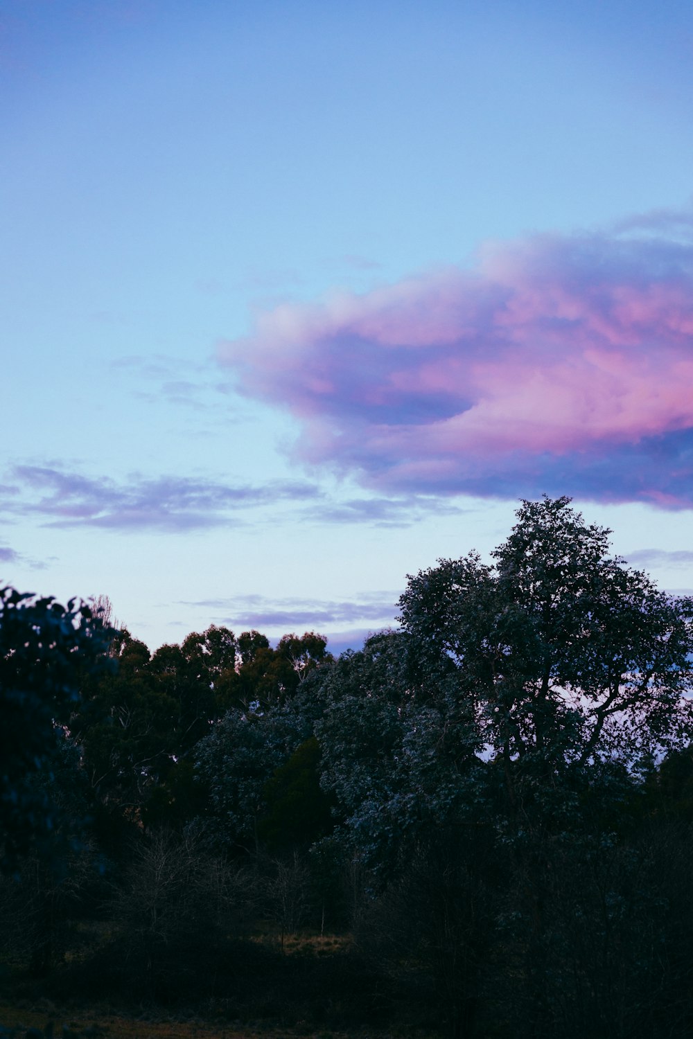 green trees under cloudy sky during daytime