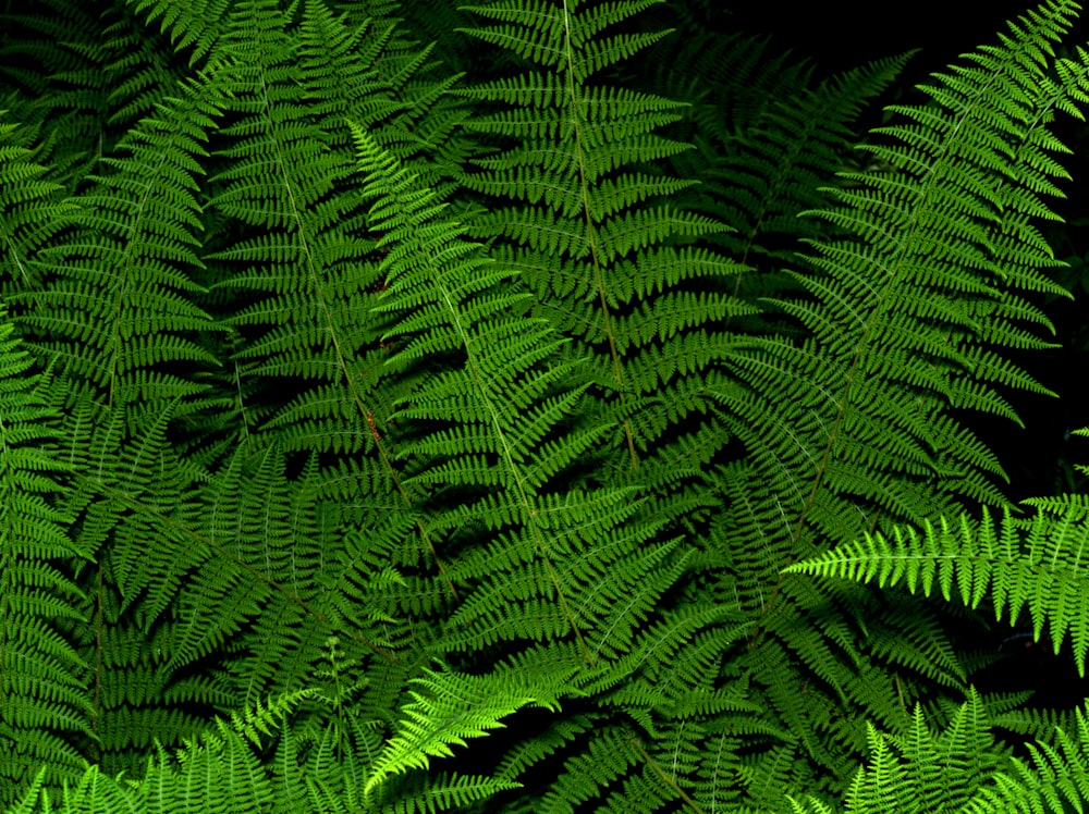 green fern plant in close up photography