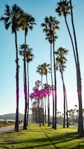 green palm trees during daytime