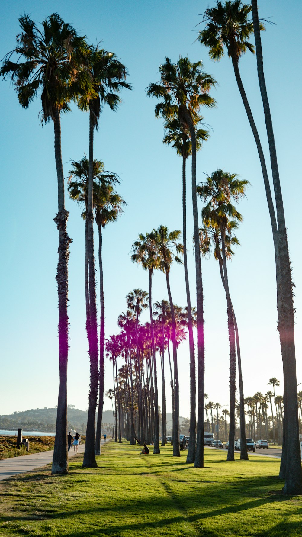 green palm trees during daytime