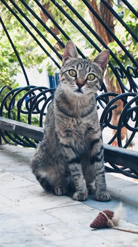 A tabby cat with large, attentive eyes is sitting on a tiled surface near a black metal railing. The cat is accompanied by a small pinecone on the ground. Lush green foliage is visible in the background, providing a natural setting.