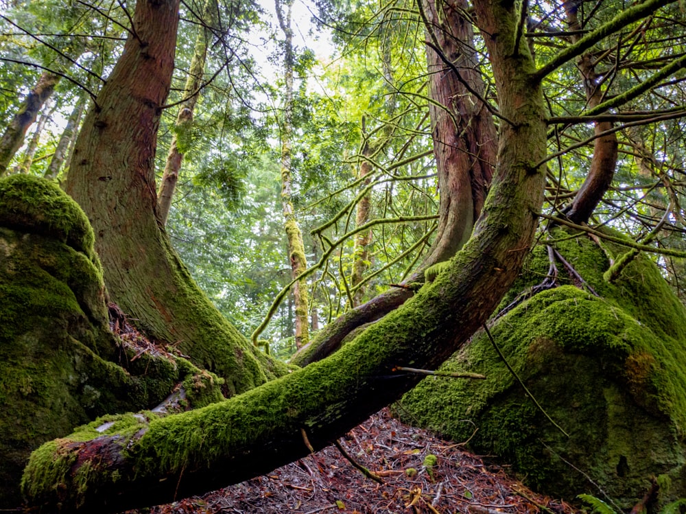 green trees on brown soil