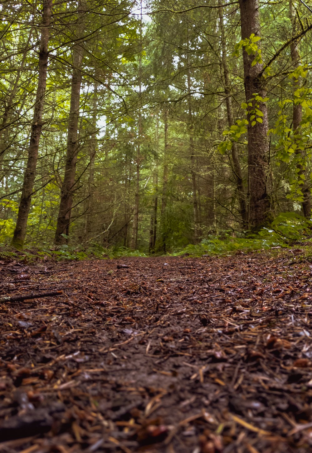 green trees on forest during daytime