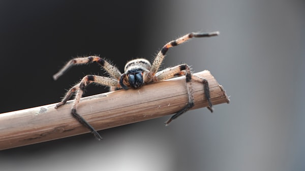 a large spider on the end of a cut bamboo stick