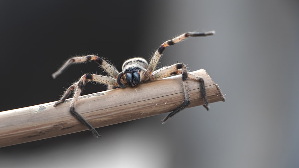 brown and blue spider on brown wooden stick in close up photography