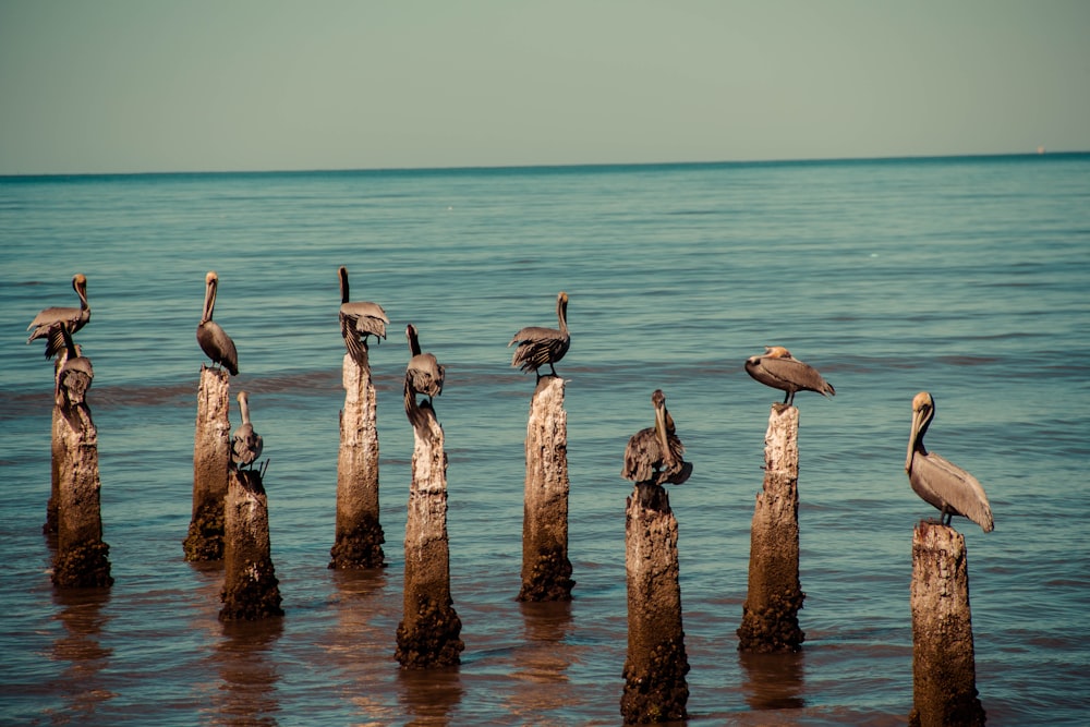 brown and black bird on brown wooden post during daytime