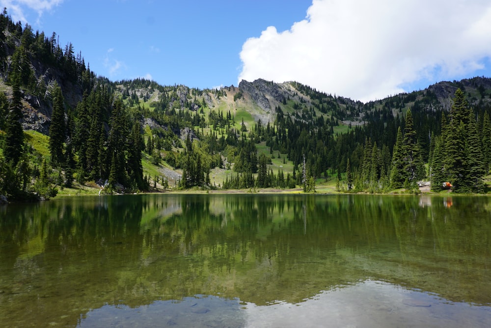 green trees near lake under blue sky during daytime