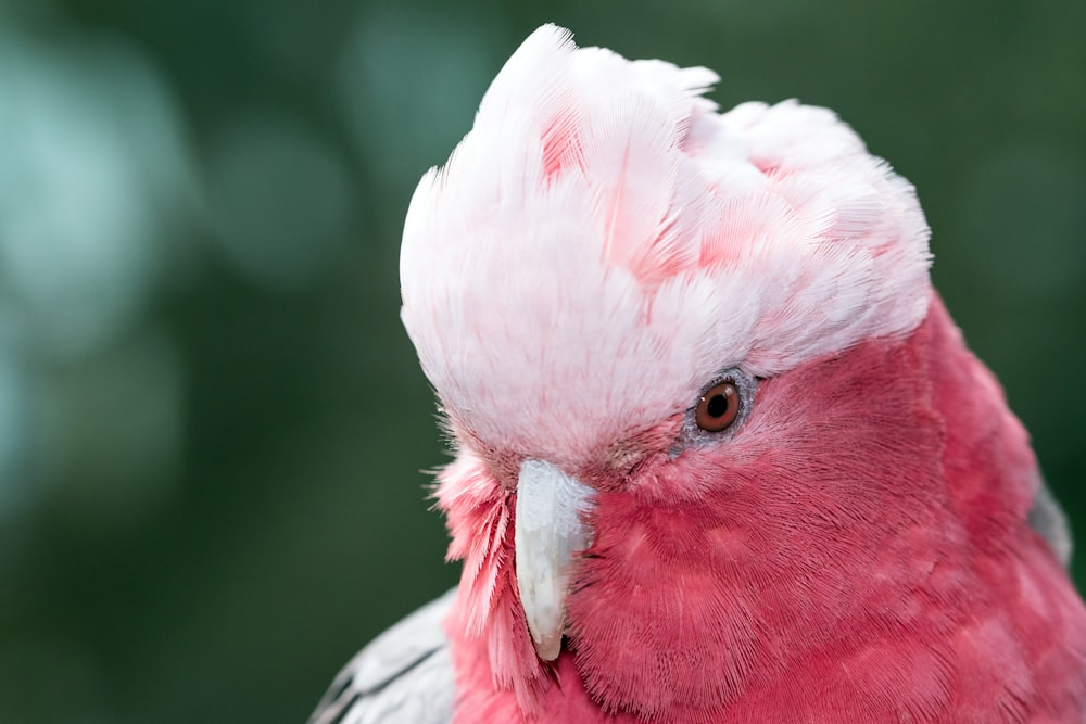white and red bird in close up photography
