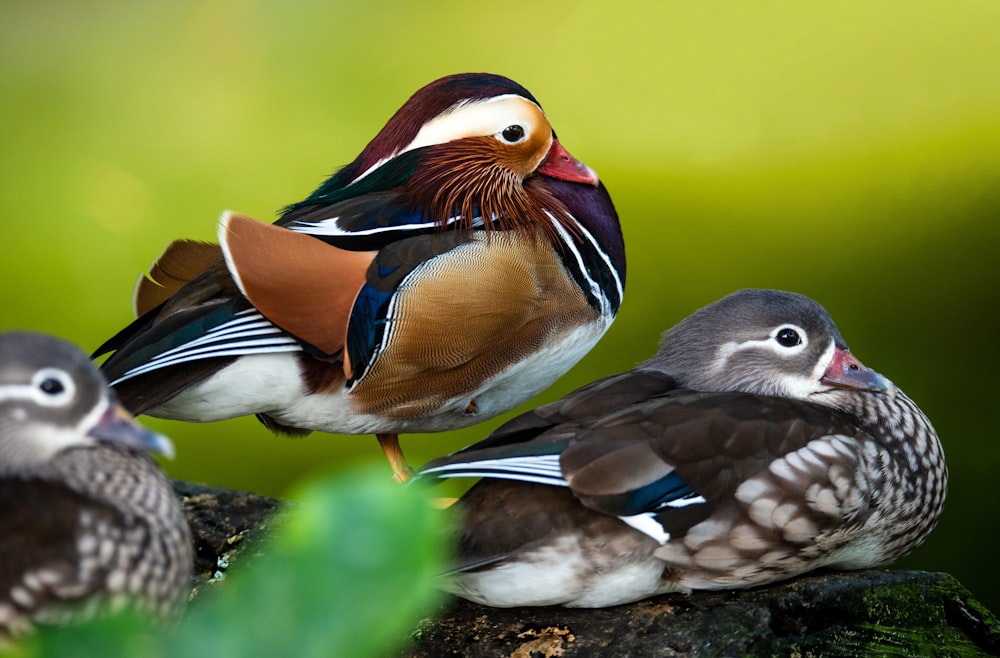 oiseau violet, brun et blanc
