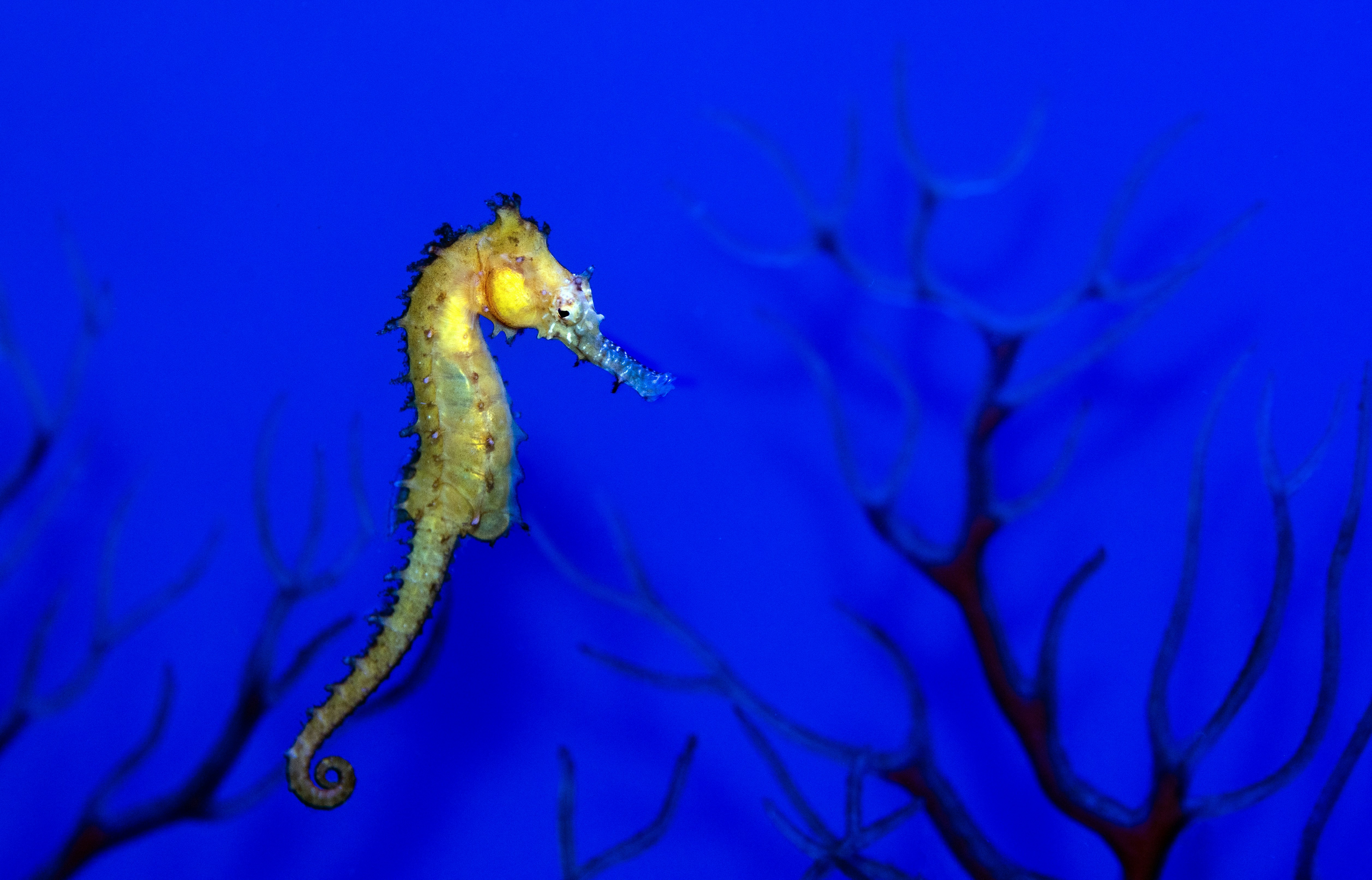 Seahorse at the Cairns Aquarium. I recently made a video about the Cairns Aquarium which you should be able to find on YouTube if you search for David Clode. It has seahorses in it, and I hope you watch it and enjoy it.