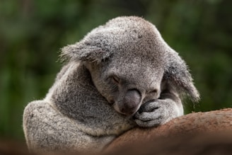 koala bear on brown wooden log during daytime