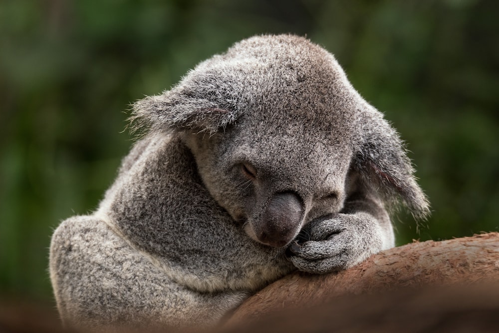 Oso koala en un tronco de madera marrón durante el día