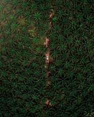 green and black floral textile