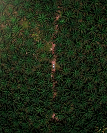 green and black floral textile