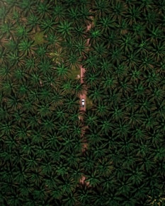 green and black floral textile