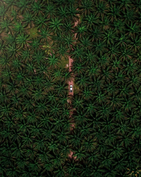 green and black floral textile