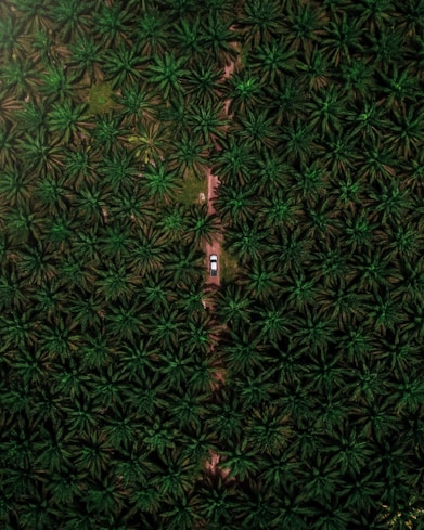 green and black floral textile