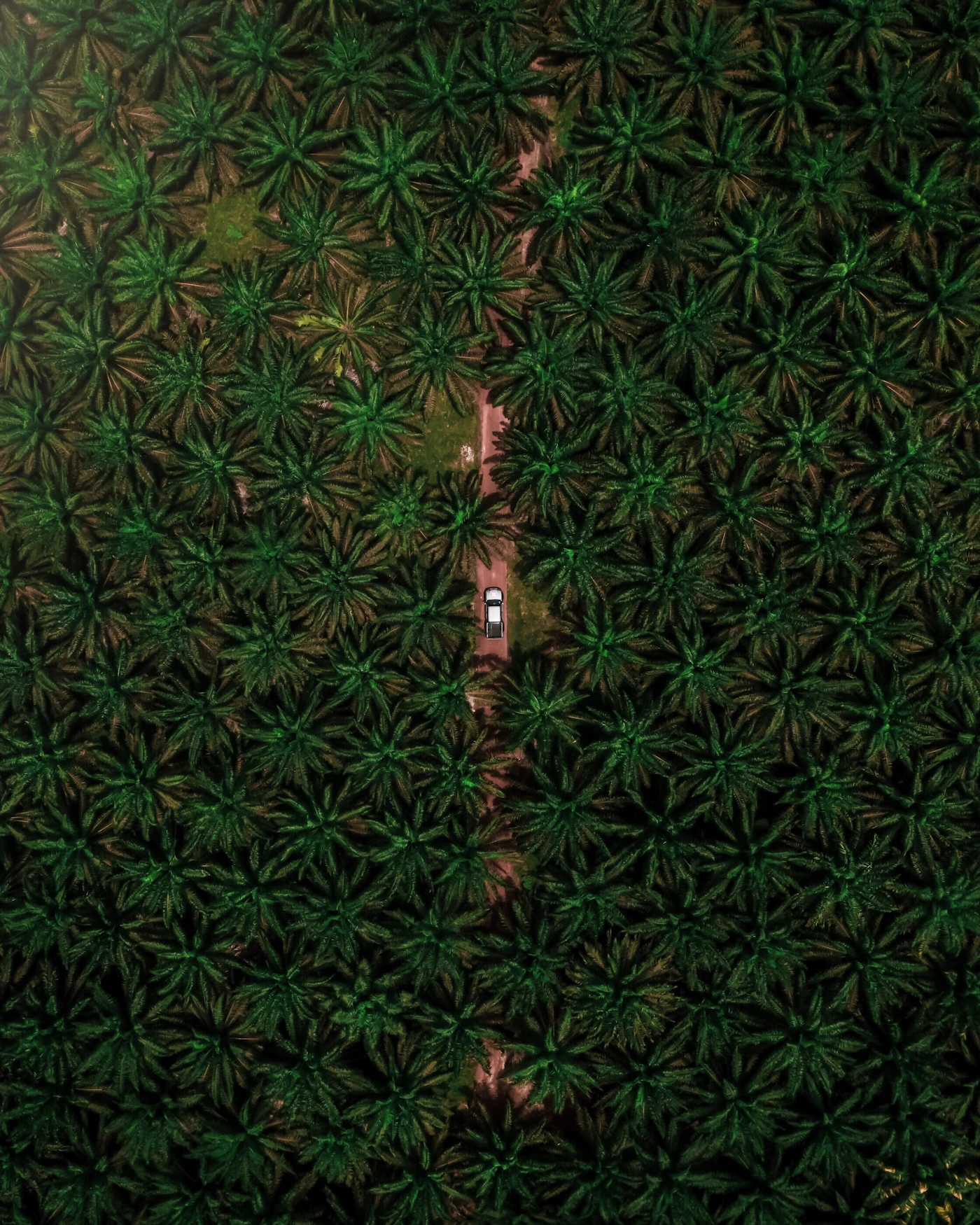 Perkebunan sawit dari udara