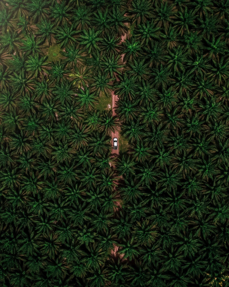 Aerial view of oil palm plantation in Malaysia