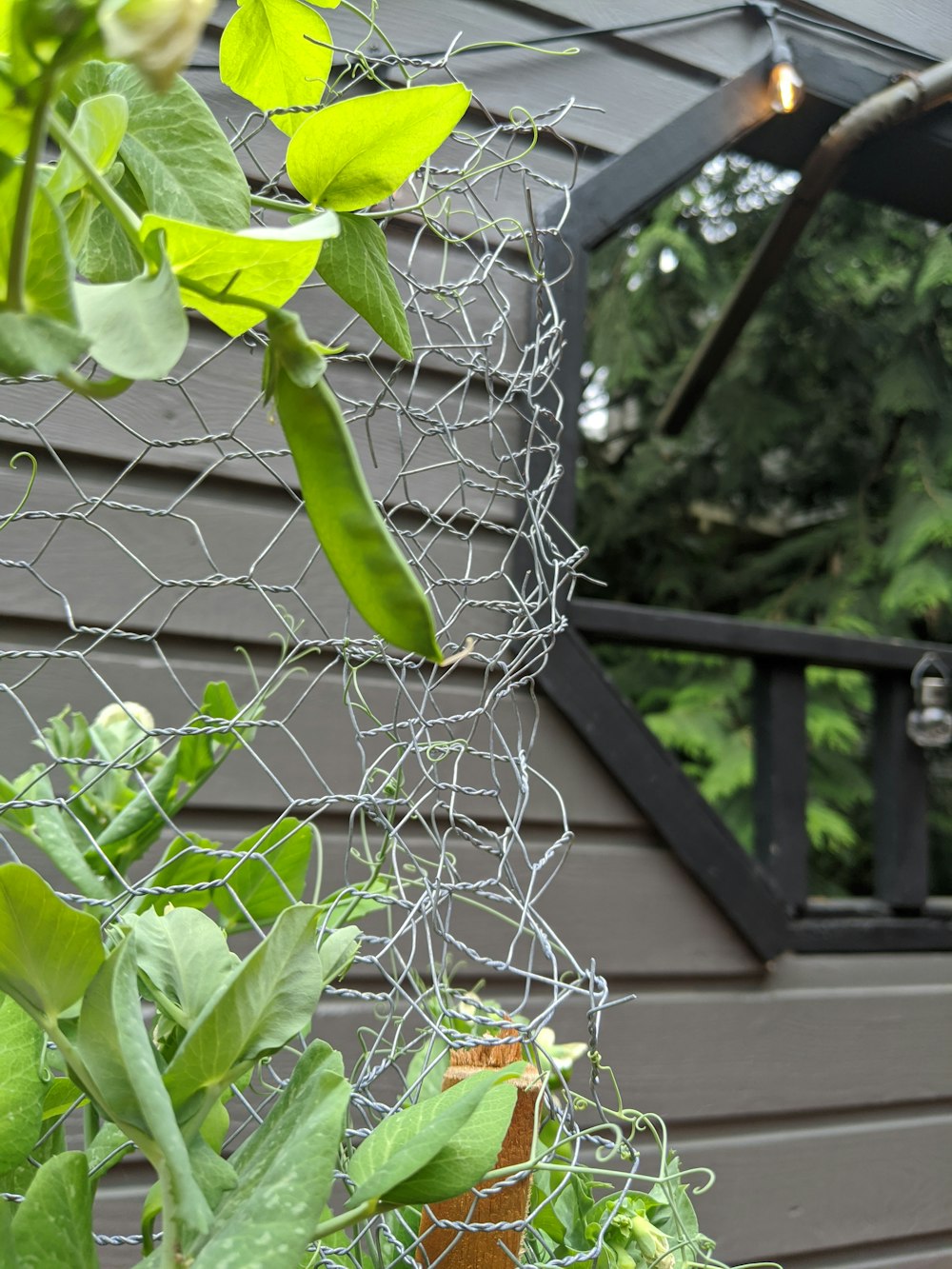 green plant on gray metal fence