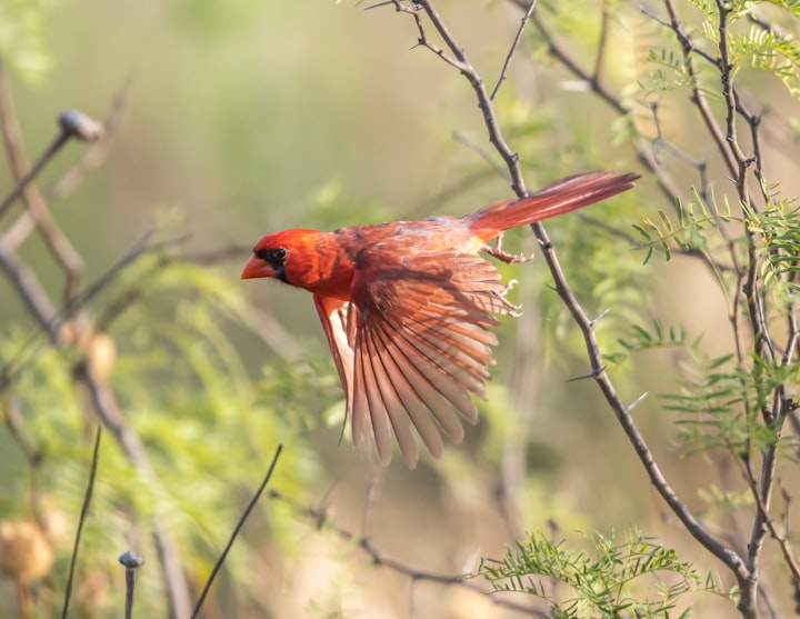 What Does It Mean When You See a Cardinal Bird? 