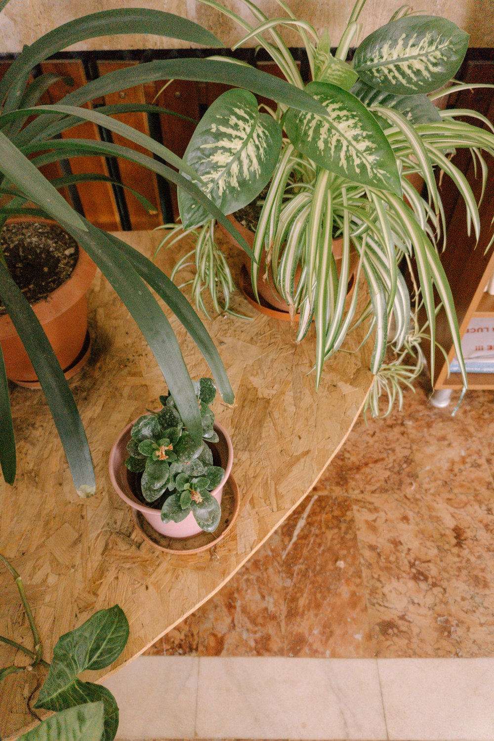 green plant on brown clay pot