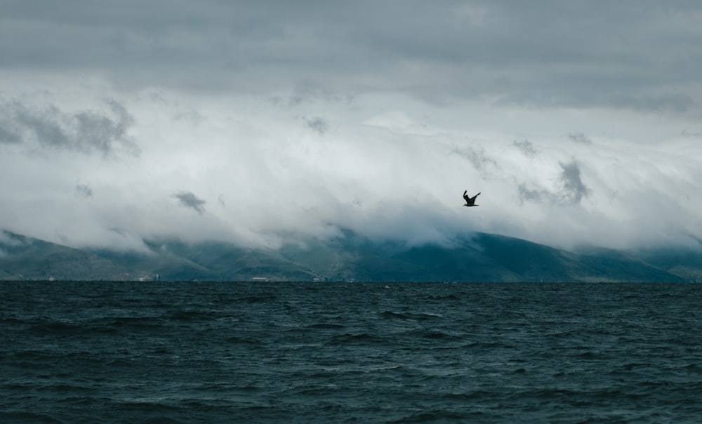 bird flying over the sea during daytime